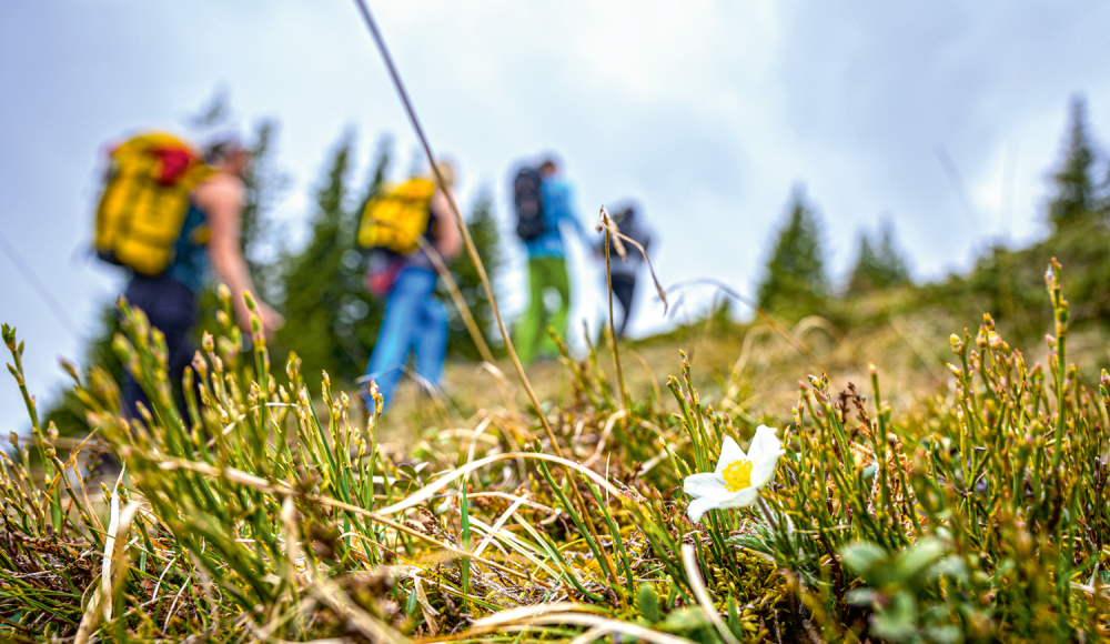 Frühlingsboten genießen: Was es über Wandertouren in der frühen Saisonphase zu wissen gilt