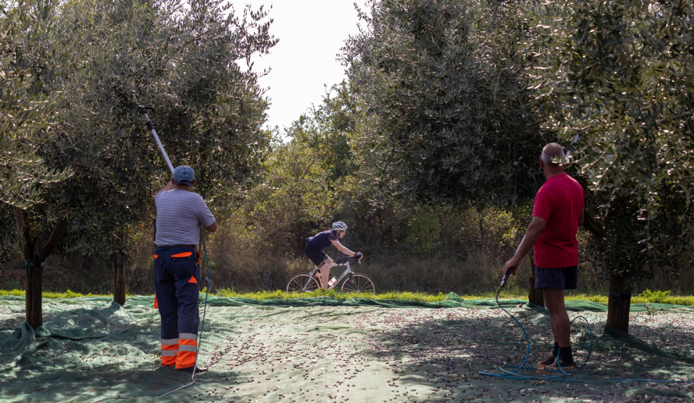 Plava Laguna IRONMAN 70.3 Porec, Istrien-Kroatien: Triathlon mit mediterranem Flair