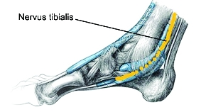 Nervus tibialis