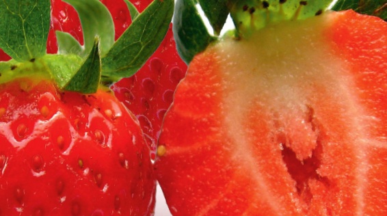 Trotz des hohen Wassergehalts liefert die Erdbeere doppelt so viel an Vitamin C als Orangen oder Zitronen / Bild: Shutterstock